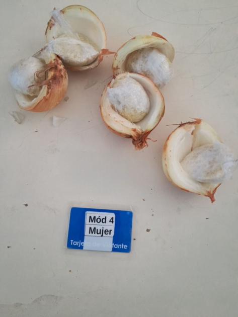 Sustacias incautadas Sustacias incautadas