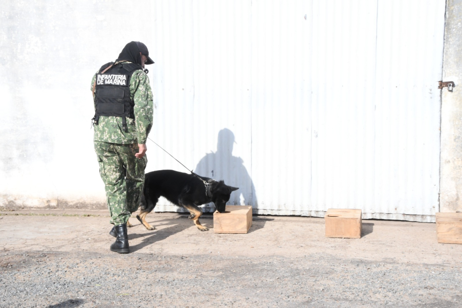 Ejercicio de detección desarrollado por unidad invitada n binomio K9 de una de las instituciones participantes realiza una prueba de detección