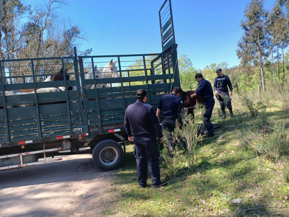 Operativo por animales sueltos Personal policial durante el procedimiento de retiro y traslado de equinos sueltos.