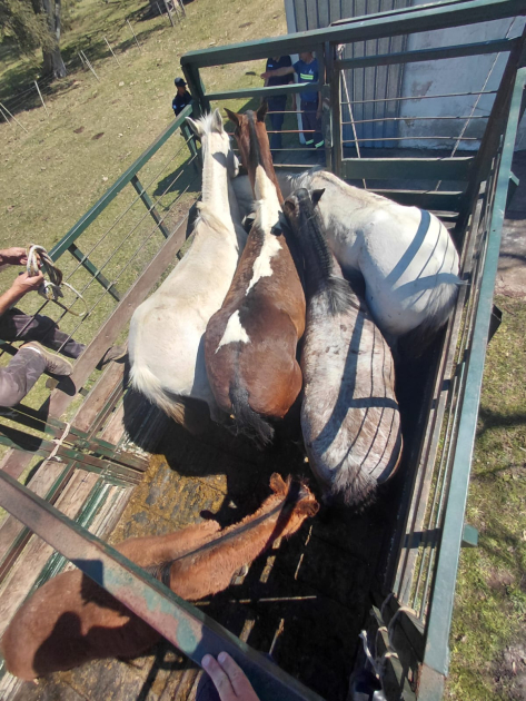 Equinos retirados de la vía de tránsito Equinos trasladados tras ser retirados de la vía de tránsito en Mercedes y zonas aledañas.