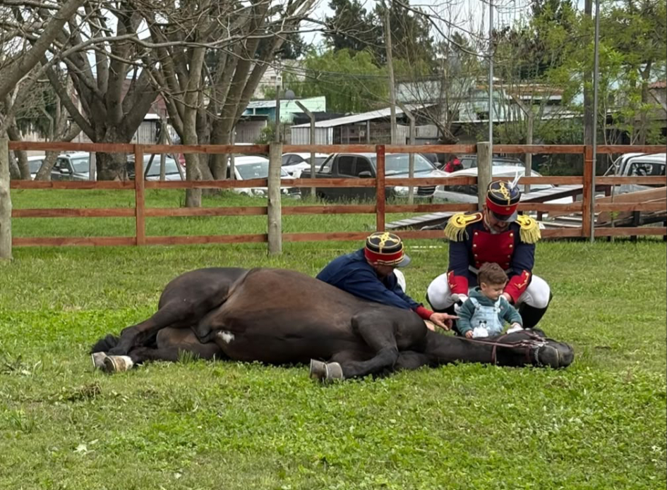 Pose de mansedumbre con público interactuando Caballo acostado sobre el pasto con su jinete sentado al lado y un niño con supervición interactua