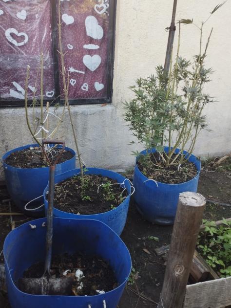 Planta de cannabis Plantas de cannabis