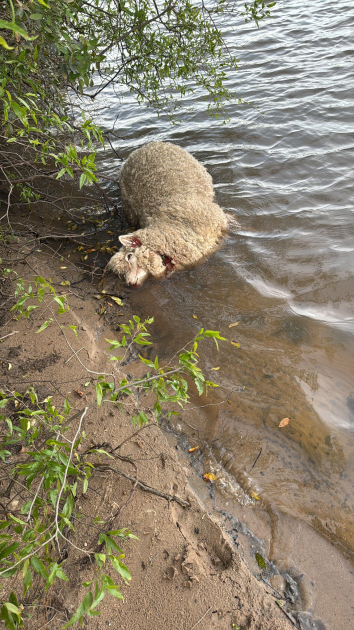 lanar carneado.