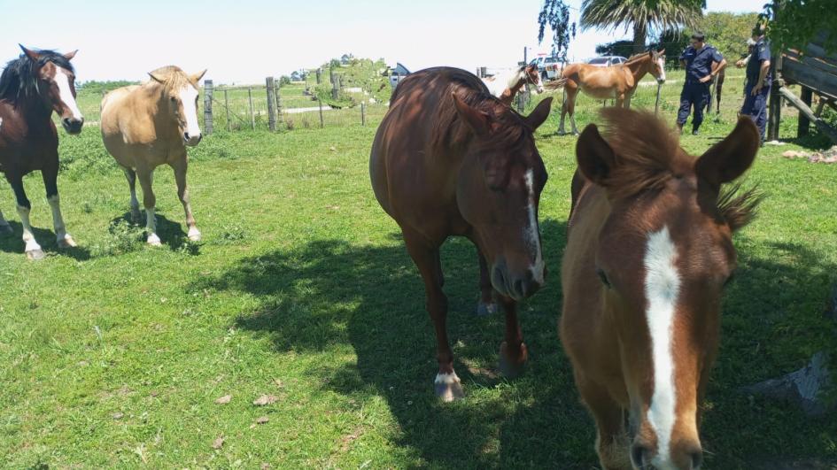 Policías y caballos Policías y caballos