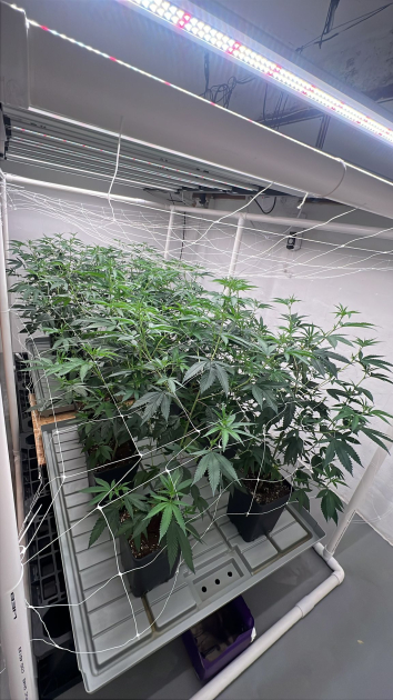 Canabis incautado en la casa de uno de los condenados