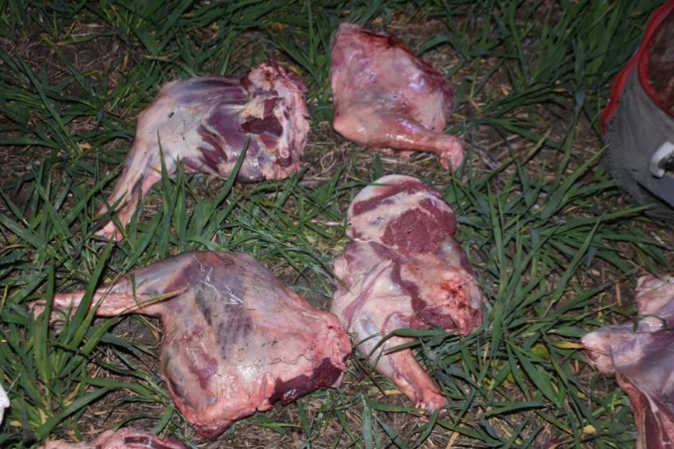 Carne producto de abigeato Incautación de carne producto de abigeato