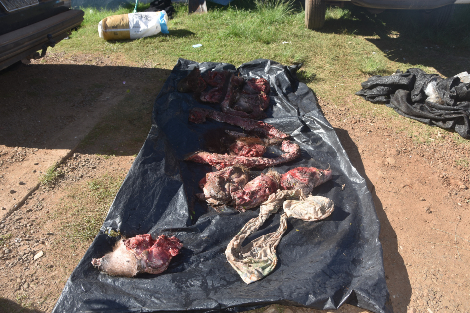 Carne de carpincho incautada