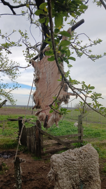 Cuero faenado de un ovino El cuero faenado de un ovino colgado en un árbol