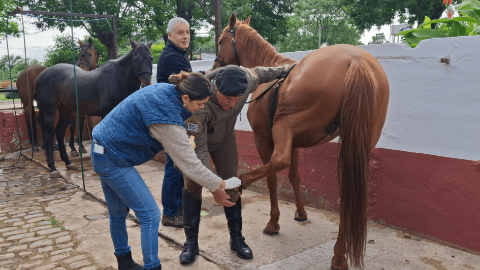 Equipo de Veterinarios y enfermero realizando curación a equino tostado Equipo de Veterinarios y enfermero realizando curación a equino tostado