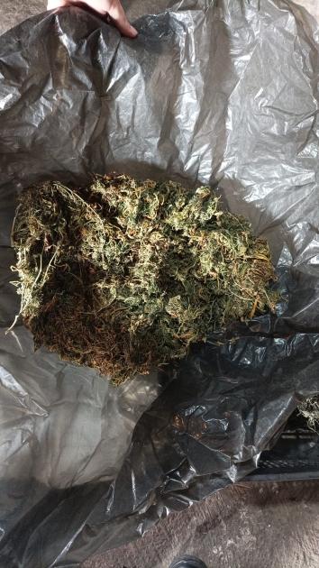 Marihuana Marihuana