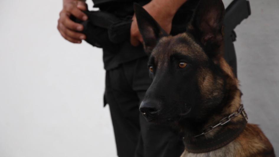 Policía en procedimiento