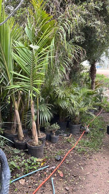 parte de las palmeras y árboles incutados parte de las palmeras y árboles incutados