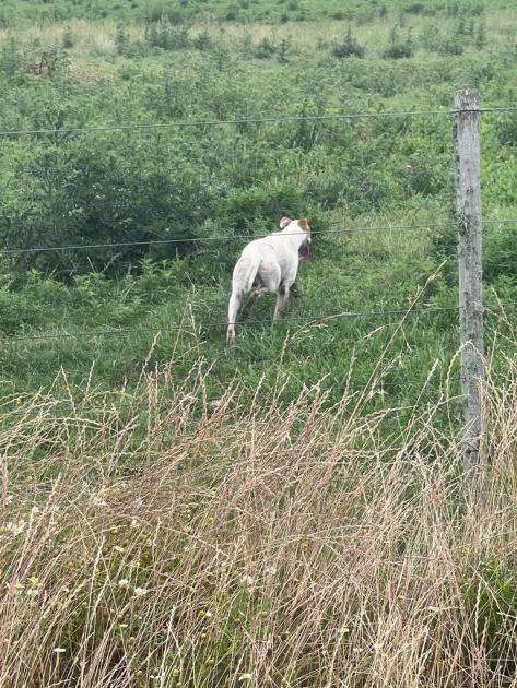 Perro de pelaje blanco corriendo
