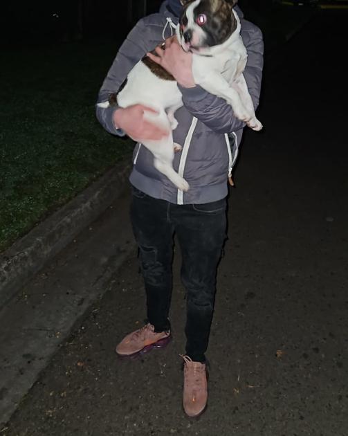 Perro hurtado en el momento de la detención Perro recuperado en el momento de la detención