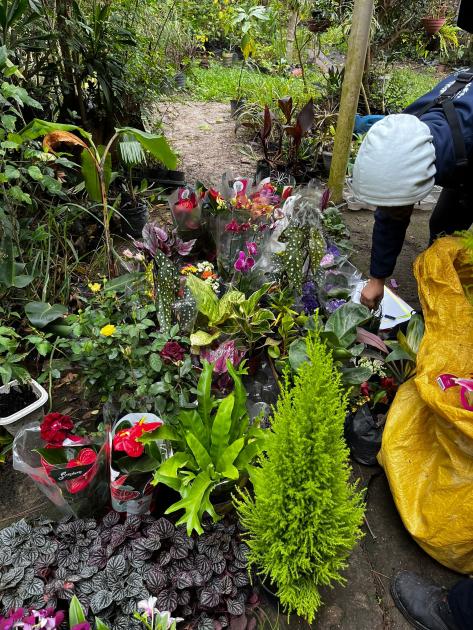 parte de las plantas incautadas parte de las plantas incautadas