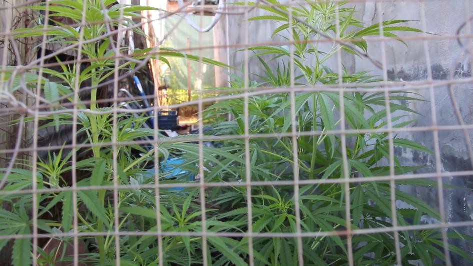 plantas de cannabis incautadas