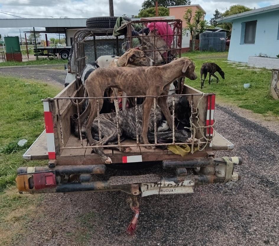 Perros en jaulas Perros en jaulas