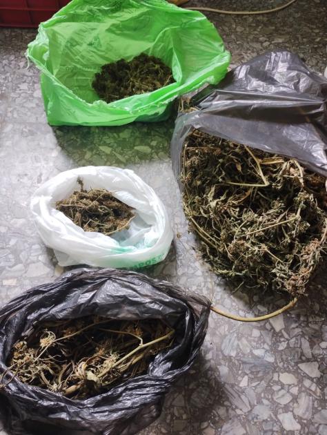 Marihuana incautada Marihuana incautada