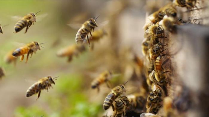 Enjambre de abejas 