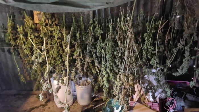 Plantas de marihuana