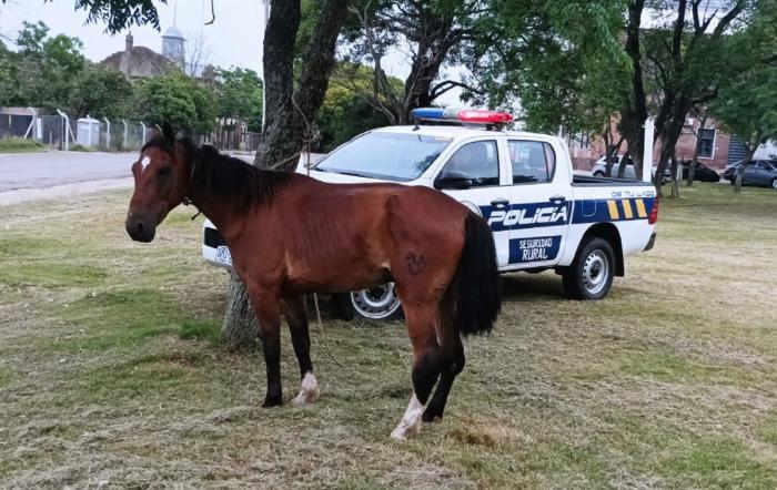 equino incautado 