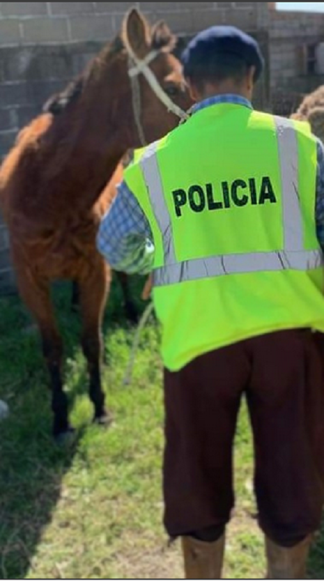Equino es recuperado tras su dueño radicar denuncia abigeato en Melo. Equino y personal policial.