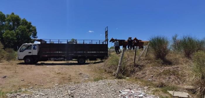 Camión incautado cargando ganado