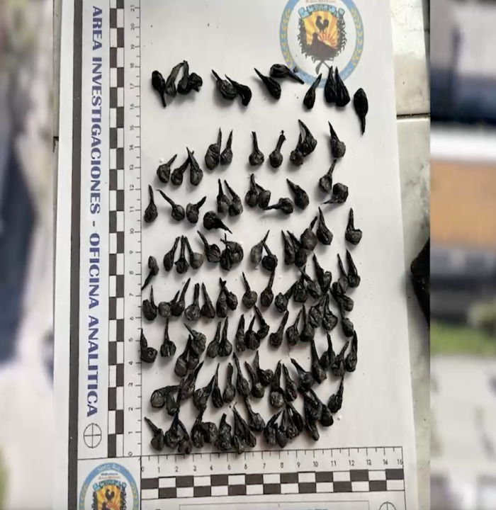 Incautación de estupefacientes dosis de cocaína