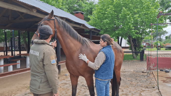 Dra. Arbón y Cabo Escobar revisando con estetoscopio a un equino tostado Dra. Arbón y Cabo Escobar revisando con estetoscopio a un equino tostado