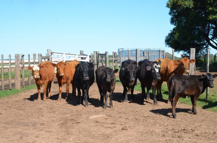 VACAS