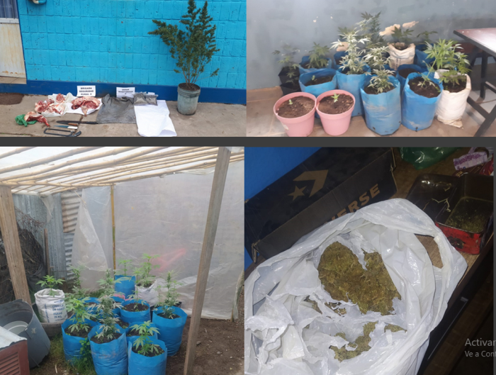 Cogollos de marihuana,plantas de marihuana en macetas, dinero y carne lanar.