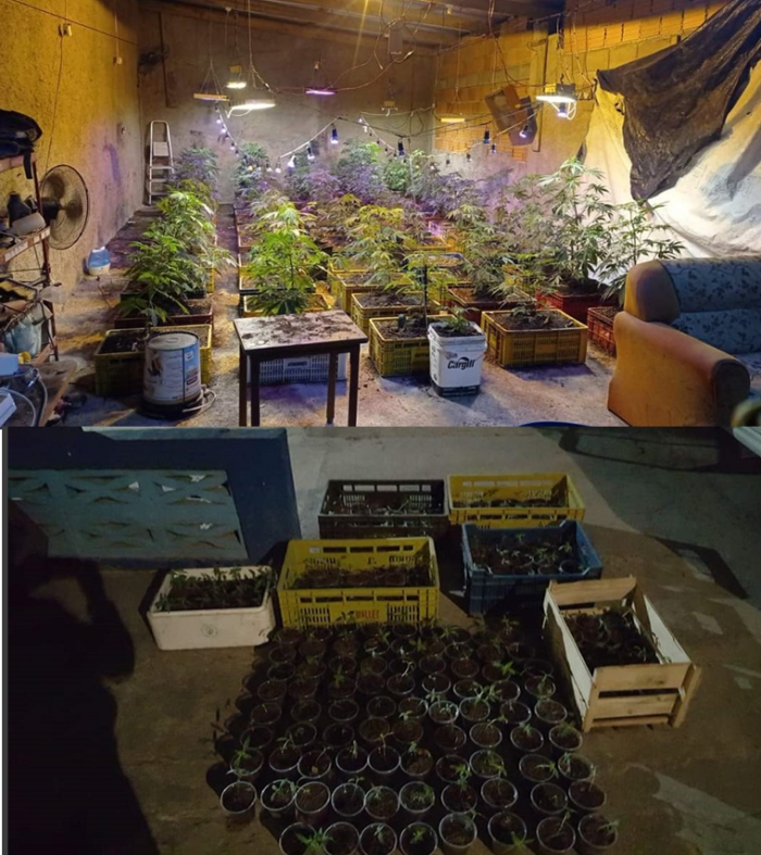 Plantas de marihuana y cogollos.