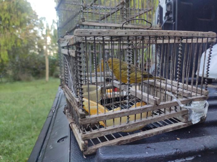 Intervencion de DINABISE y BDSR con aves silvestres Intervencion de DINABISE y BDSR con aves silvestres