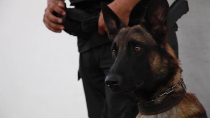 Perro del K9