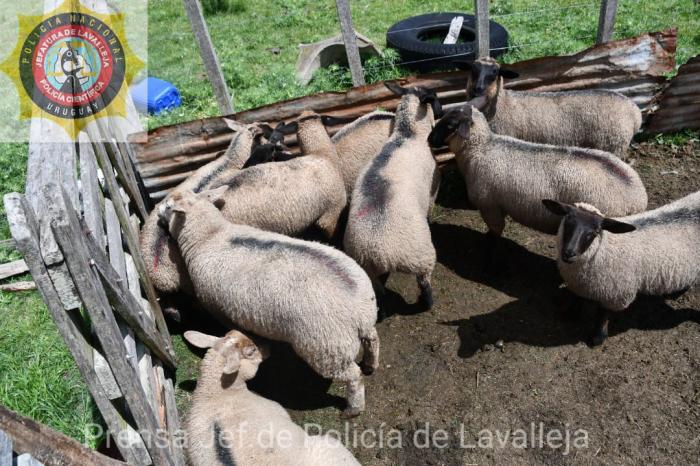 lanares raza SUFFOLK lanares raza SUFFOLK