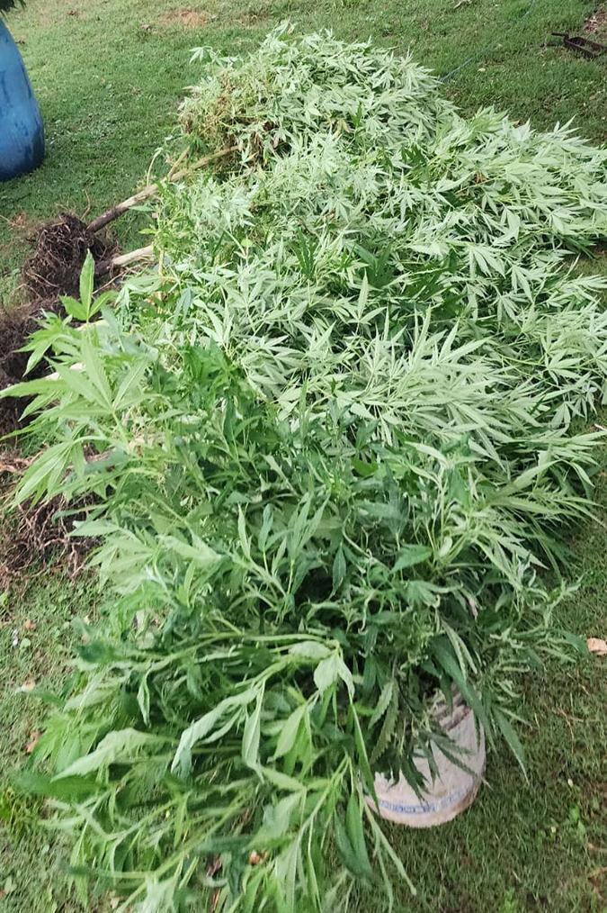 Planta de Canabis Planta de Canabis
