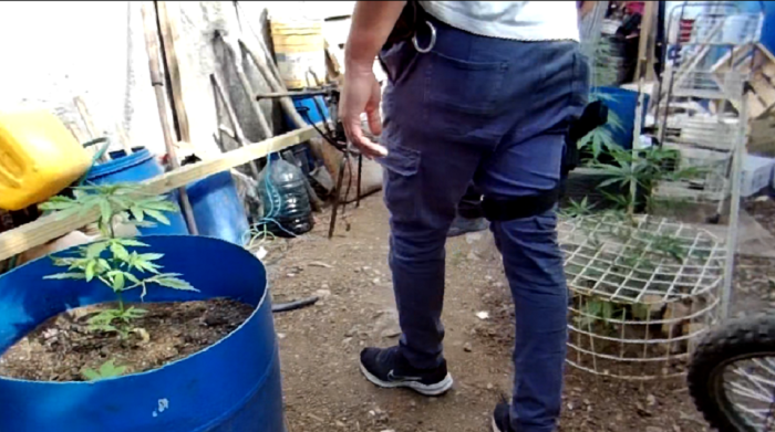 Policía en allanamiento con plantas de Cannabis 