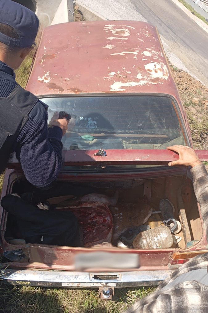 Policía revisando baul de auto con animales faenados Policía revisando baul de auto con animales faenados