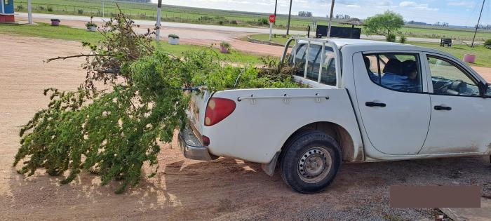  Camioneta policial cargando plantas de cannabis 