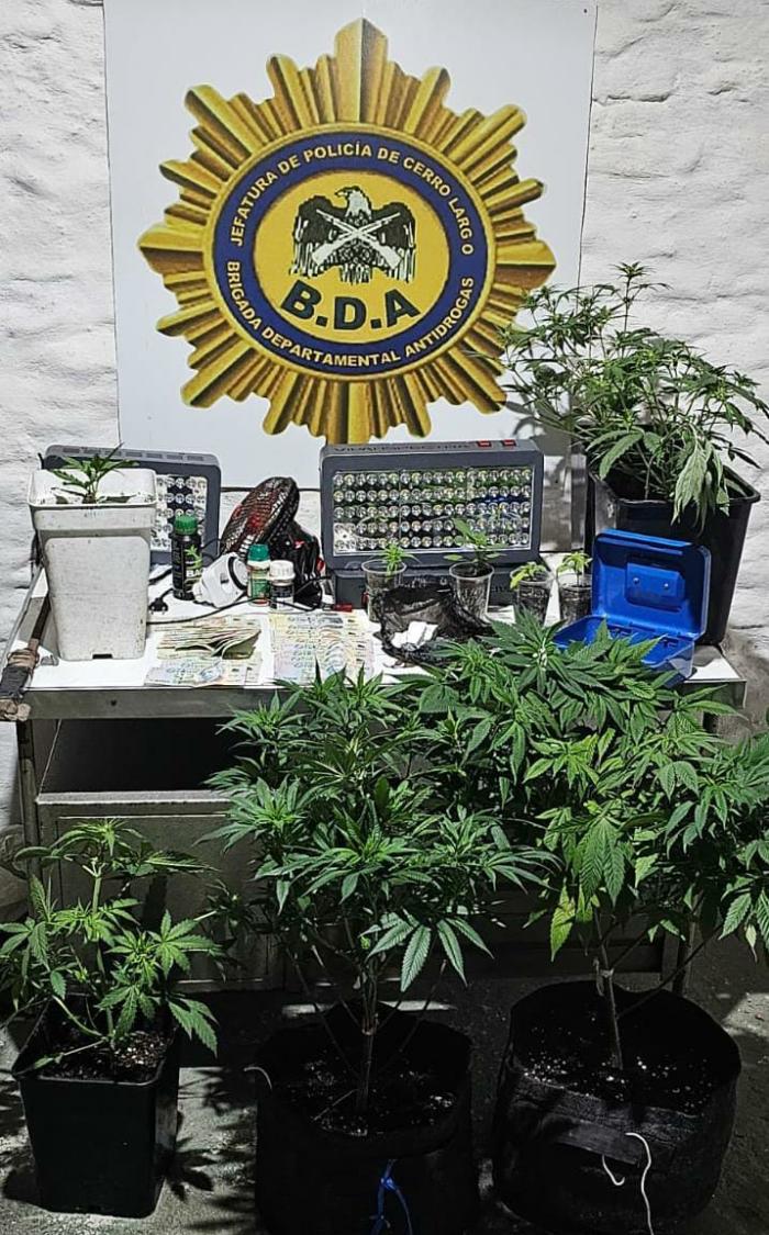 Droga, plantas de marihuana, iluminación y dinero en efectivo incautados.