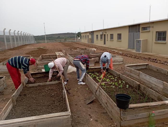 Internos cultivan hortalizas Internos cultivan hortalizas