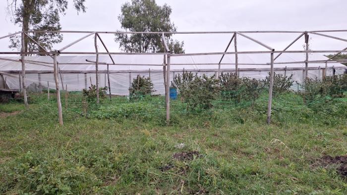 Plantas de marihuana 