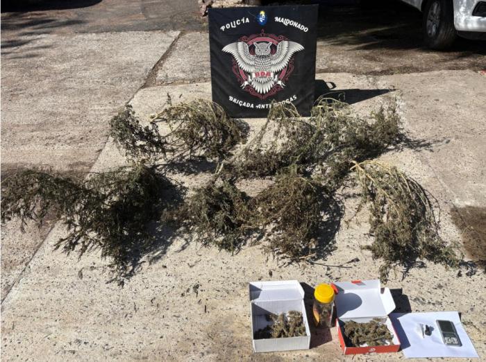 Marihuana incautada en Maldonado.