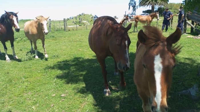 Policías y caballos