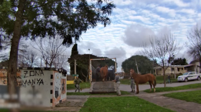 caballos incautados