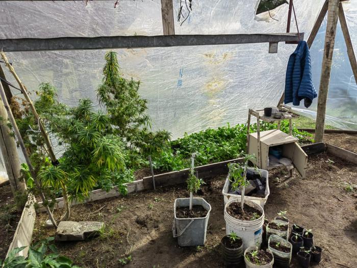 Plantas de cannabis