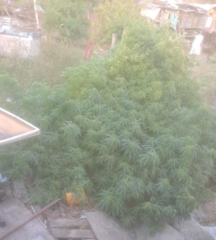 Plantas de marihuana