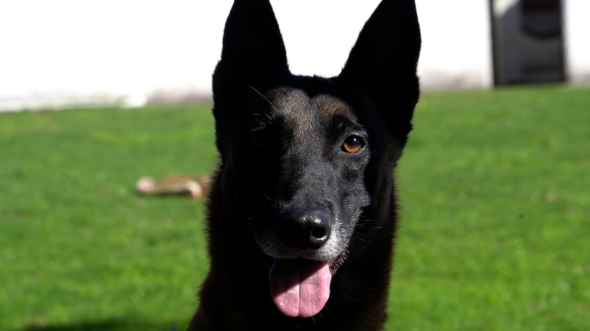 Drago perro policía de la Dirección General de Represión al Tráfico Ilícito de Drogas 