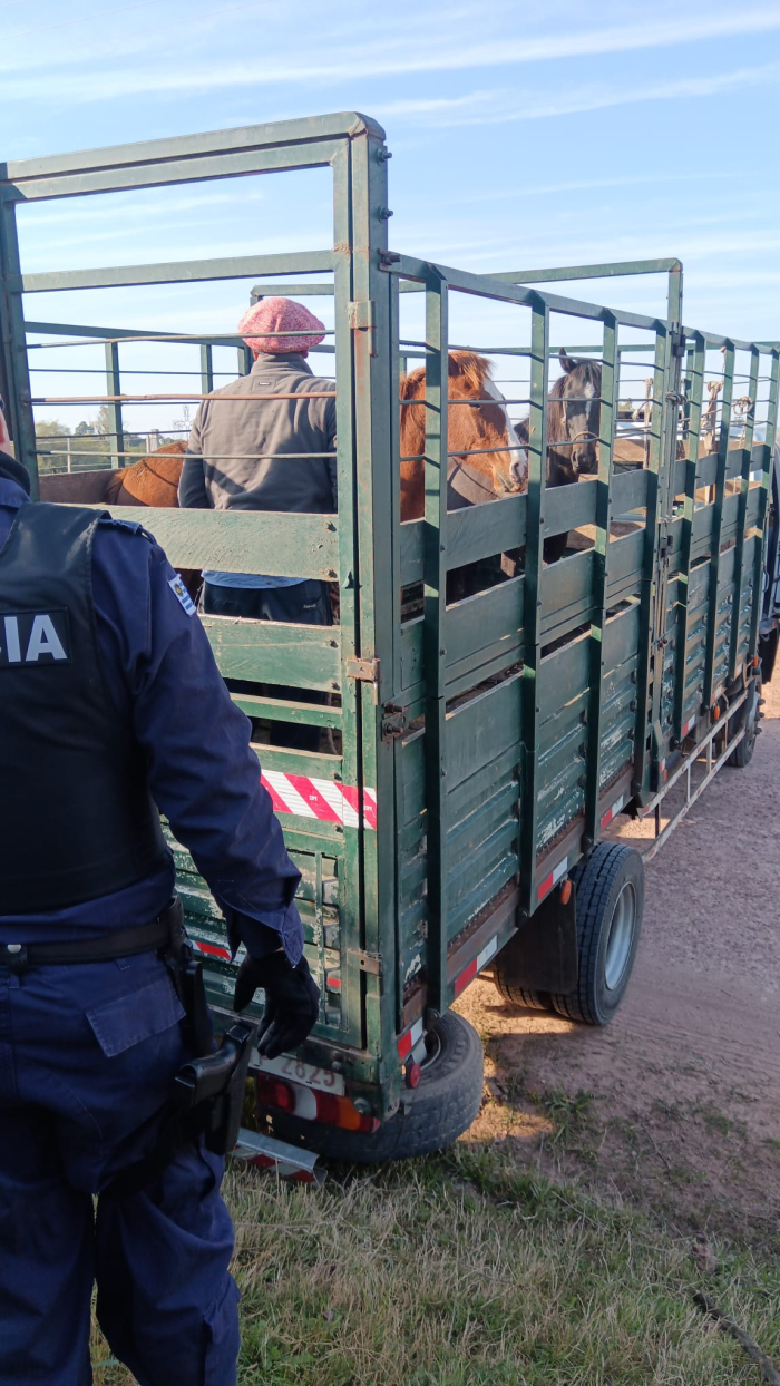 Equinos incautados durante operativo de la Brigada Departamental de Seguridad Rural.