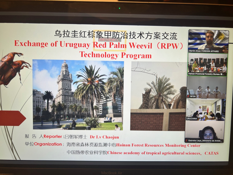 Pantalla zoom reunión por Picudo Rojo con China Autoridades uruguayas junto a expertos de la Chinese Academy